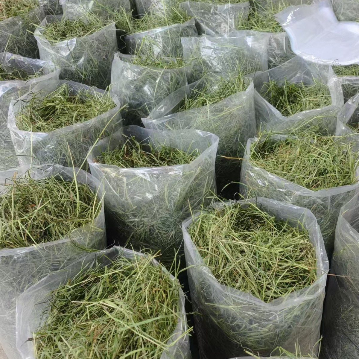 2026年烘干精选干草兔子草粮兔粮牧草龙猫荷兰猪饲料粮食包邮