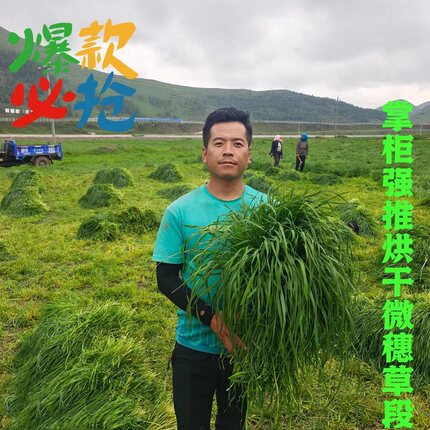 26ss手挑微穗烘干提摩西剪段兔子草龙猫荷兰猪磨牙营养饲料草包邮