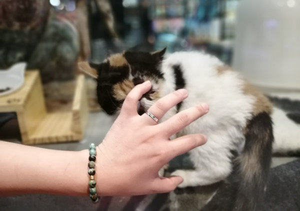 FORESKY 윙 실버 윙 다채로운 아프리카 청록색 팔찌 여성 패션 브랜드 레트로 실버 펜던트 페르시 팔찌