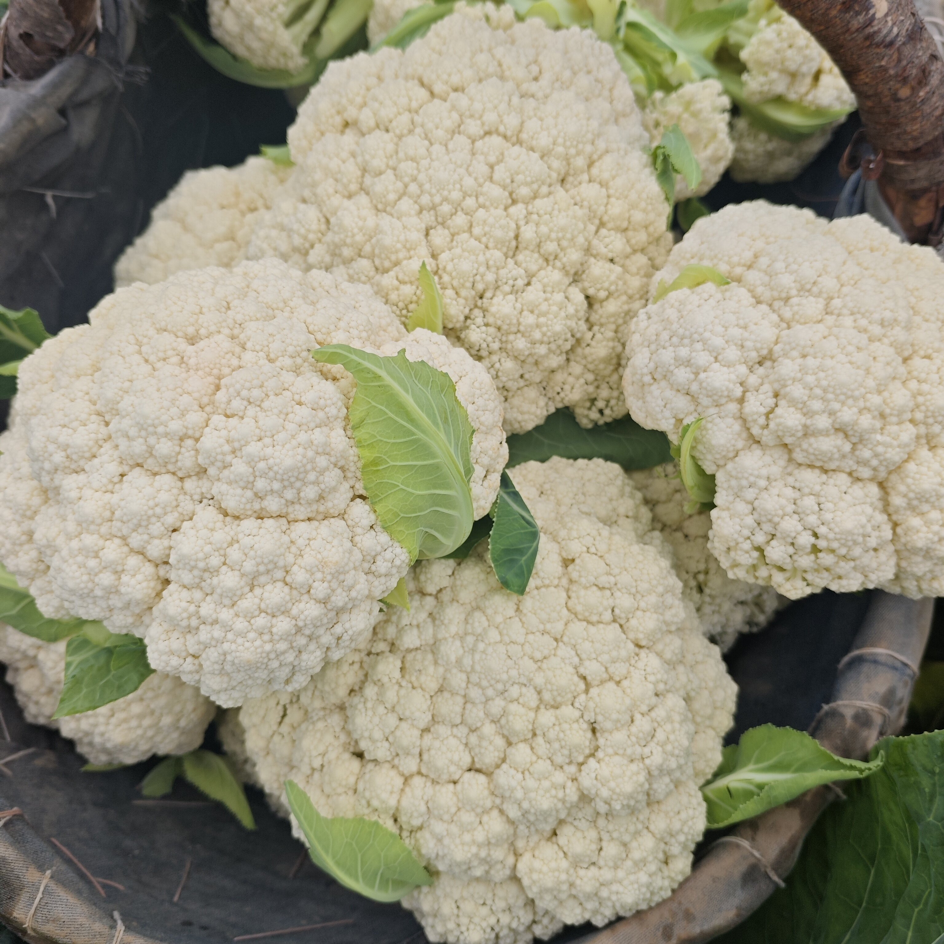 泾阳新鲜松花白花菜散花现摘农家自种当季露天时令脆嫩菜花自然熟