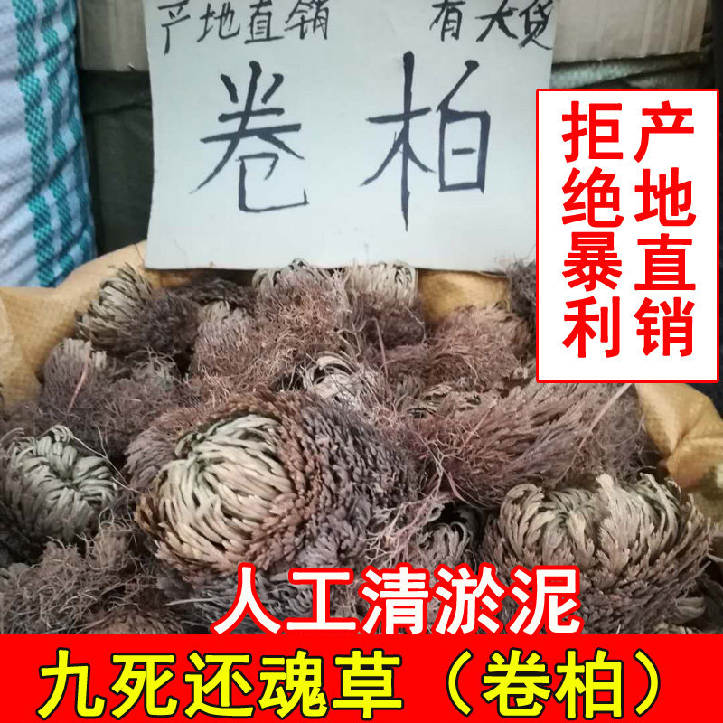 九死还魂草卷柏长命草长生不死草复活草盆栽药材500克9斤包邮