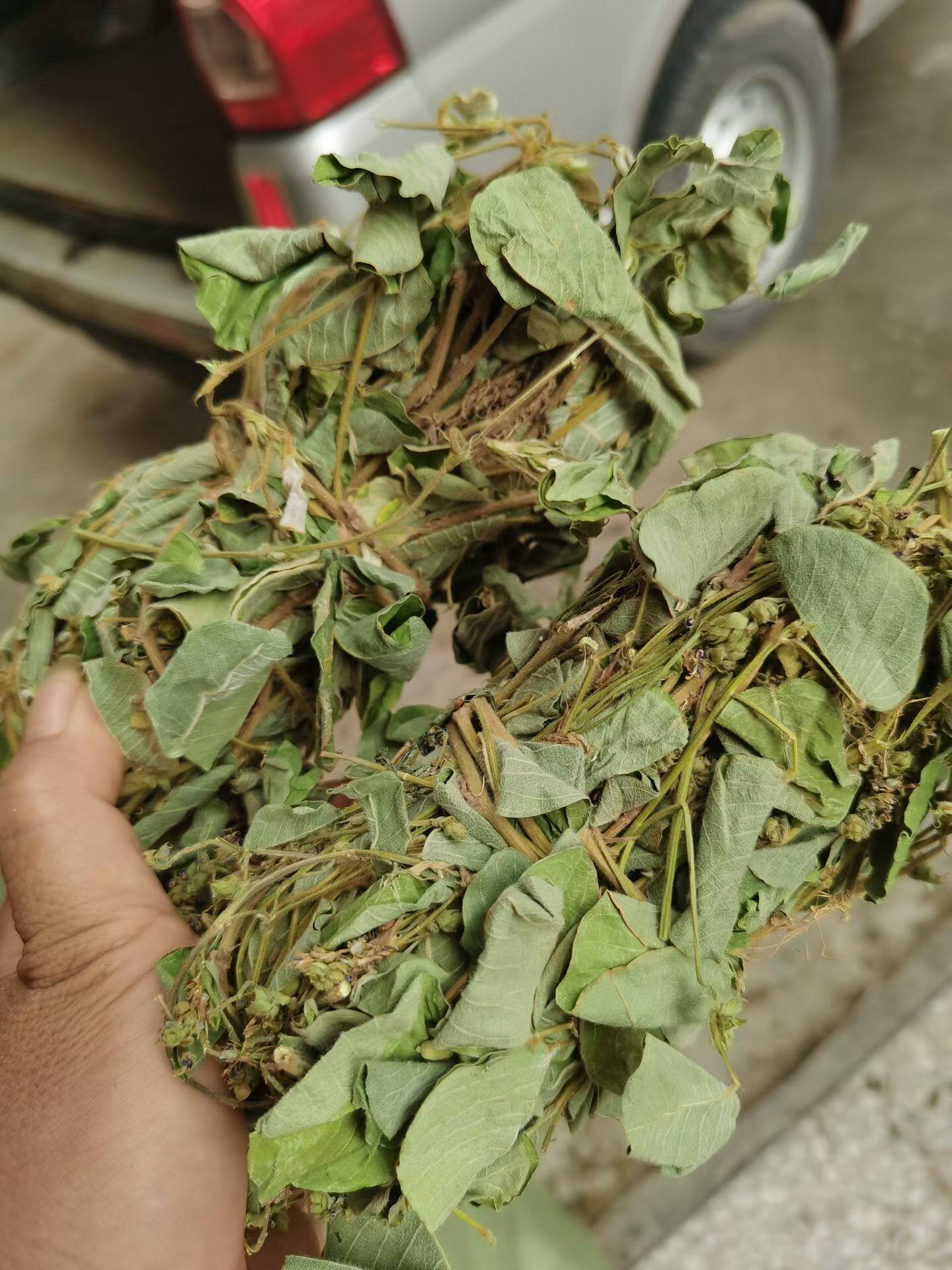 金钱草广西野生金钱草中草药广金钱草金钱草干货