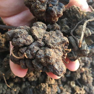 深山不出头葛菌山丛蓉 回春草 地重楼石上莲 独脚莲500g