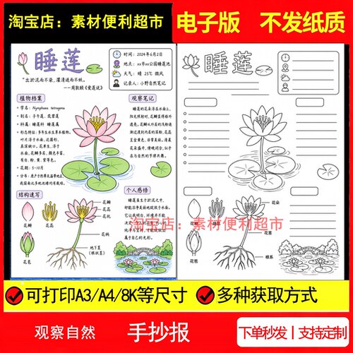 观察自然手抄报电子模板睡莲结构习性暑假记录线稿手绘小报作业