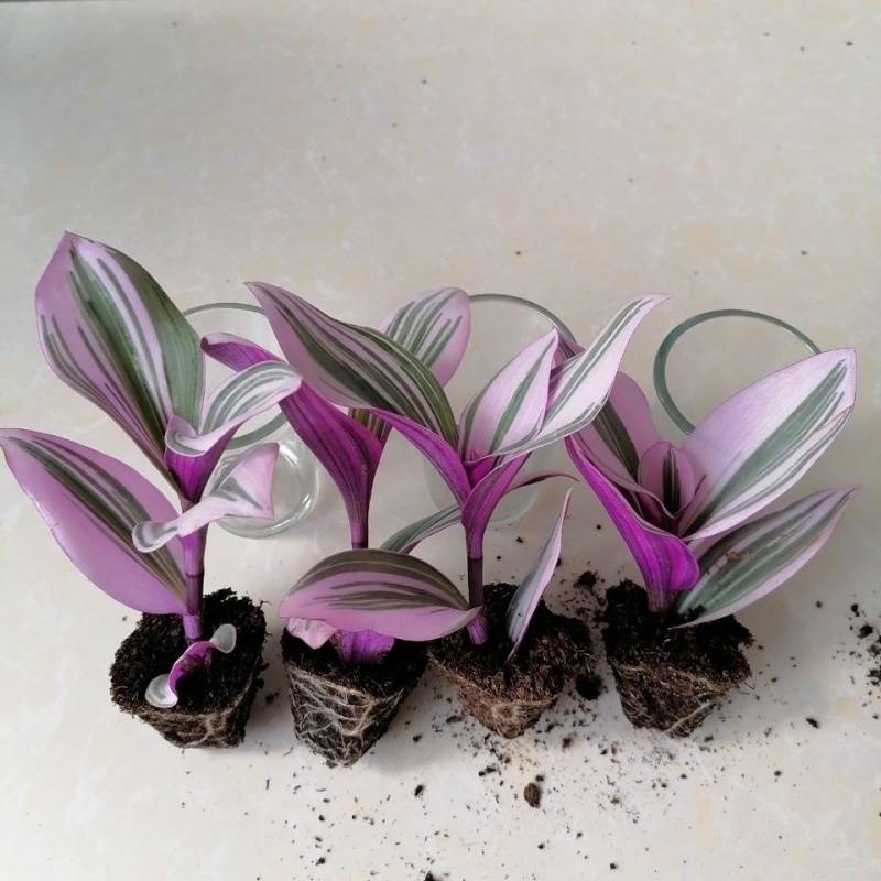 婚礼油画盆载吊兰室内植物玫红色观叶紫露草吸甲醛吊兰,鲜花速递/花卉仿真/绿植园艺,多肉植物,淘宝优惠券,粉丝福利购,淘宝优惠卷