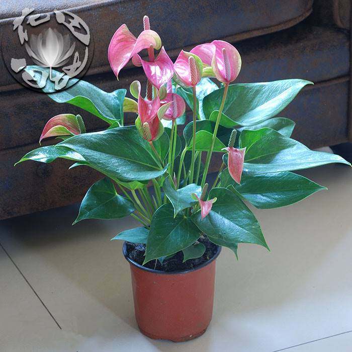 粉掌白掌盆栽植物室内花卉好养水培一帆风顺大盆红掌四季常青绿植,鲜花速递/花卉仿真/绿植园艺,时令草本花卉,淘宝优惠券,粉丝福利购,淘宝优惠卷