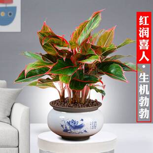 万年红盆栽花卉绿植如意皇后吉利红懒人好养活净化空气桌面小植物