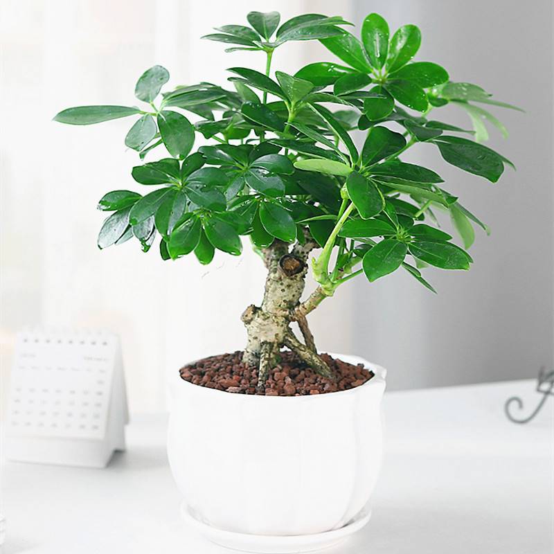 七叶莲盆栽八方来招财室内鸭脚木办公室净化空气绿植吸甲醛植物花