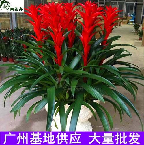 鸿运当头盆栽小红星办公室开红花卉绿植物大型好养凤梨吸甲醛客厅