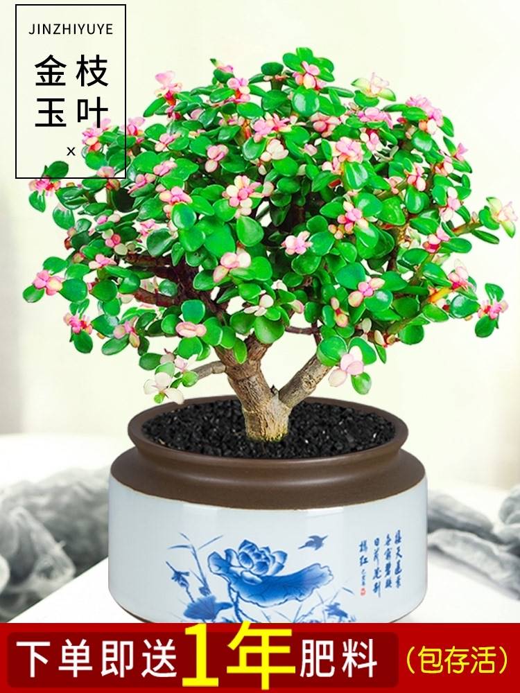金枝玉叶盆栽多肉植物稀有品种肉肉花卉室内盆景好养雅乐之舞绿植