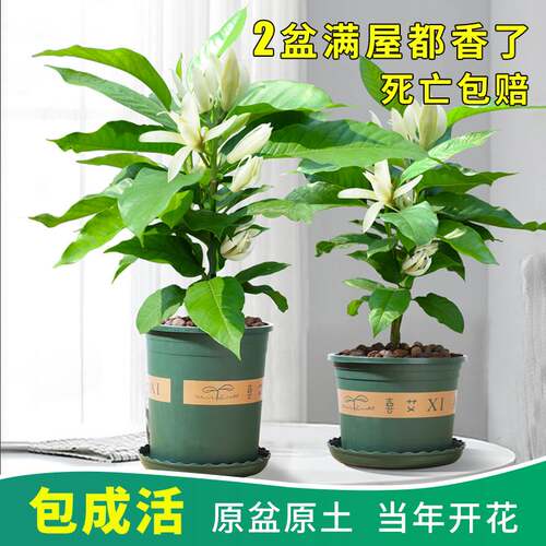 白兰花盆栽花卉植物室内玉兰树苗带花苞四季开花浓香黄角绿植好养