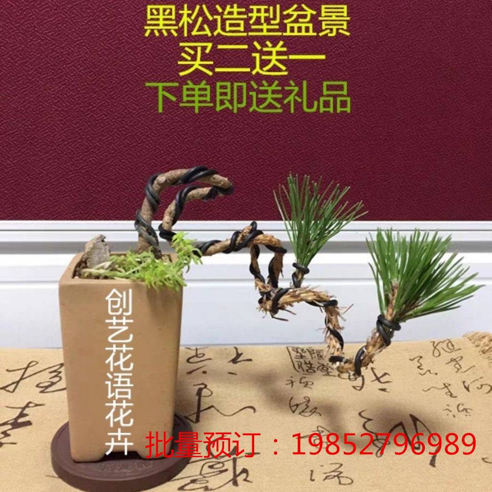 黑松盆景室内盆栽微型造型盆景松树盆景悬崖文人造型黑松素材苗