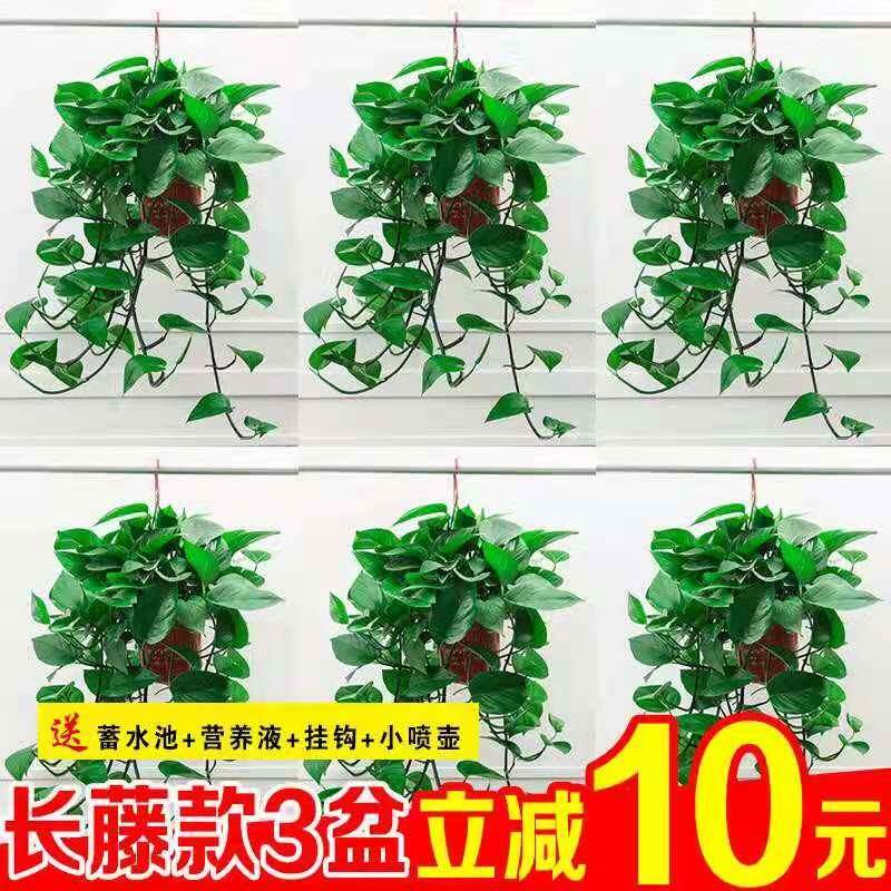 绿萝长藤款垂吊水培大叶盆栽大盆室内垂藤绿植水养除甲醛植物绿箩