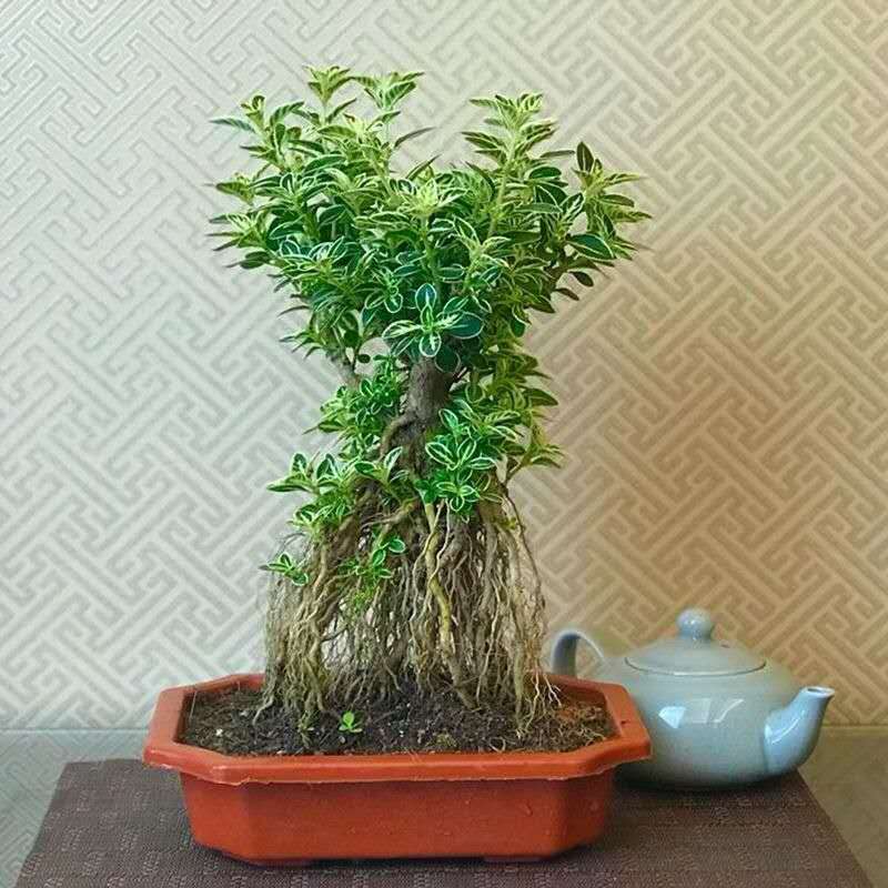 金边提根六月雪盆景 悬崖微型开花小盆栽 树桩造型 办公桌面室内