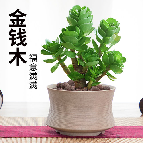 金钱木盆栽老桩多肉植物招财室内办公室桌面好养绿植花卉小金钱树