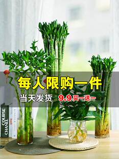 莲花富贵转运竹龙竹绿植小盆栽客厅办公室内盆景水培好养绿色植物