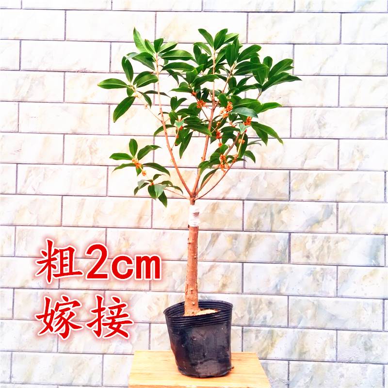 嫁接桂花盆栽盆景地栽桂花树苗四季桂金桂丹桂阳台庭院浓香型花卉