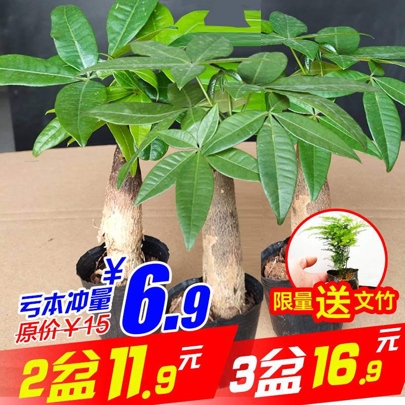 发财树小盆栽办公室内小树苗带根老桩不带盆花卉植物四季盆景