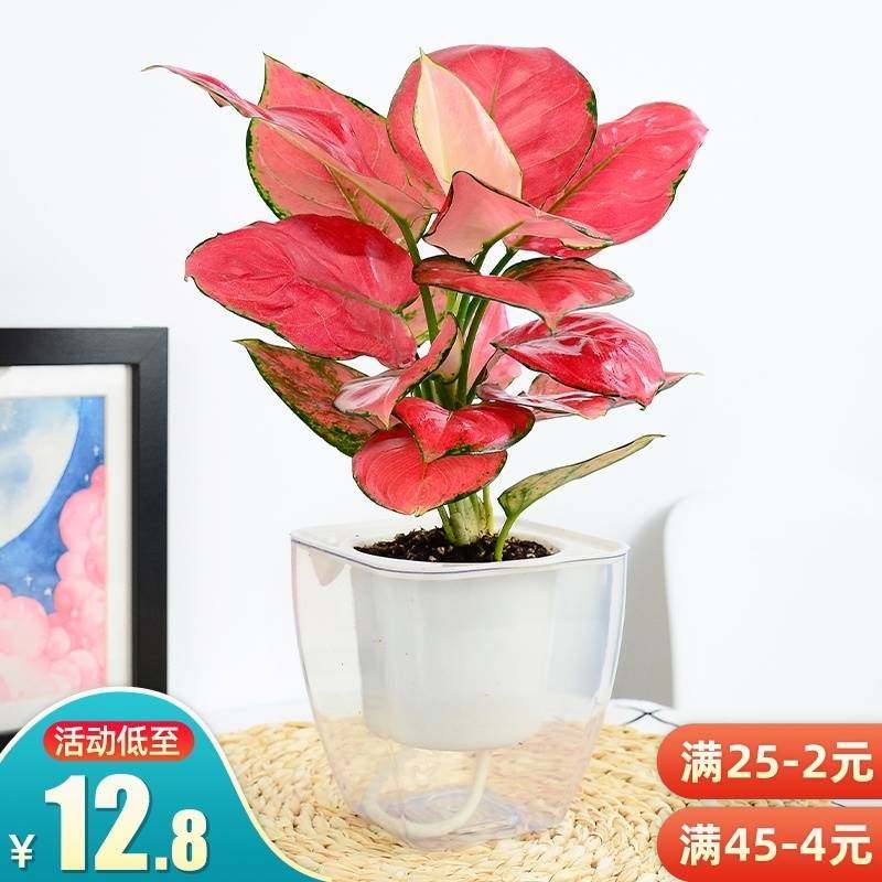 如意皇后盆栽小植物办公室内客厅吉祥喜庆花卉桌面水培绿植吉利红,鲜花速递/花卉仿真/绿植园艺,绿植,淘宝优惠券,粉丝福利购,淘宝优惠卷