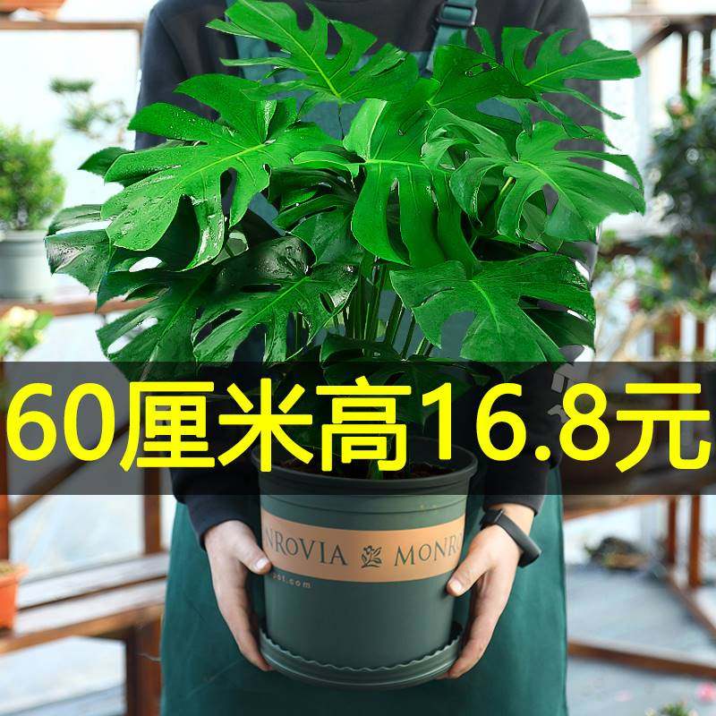 龟背竹大盆栽室内客厅好养水培植物老桩大型绿植净化空气水养花卉