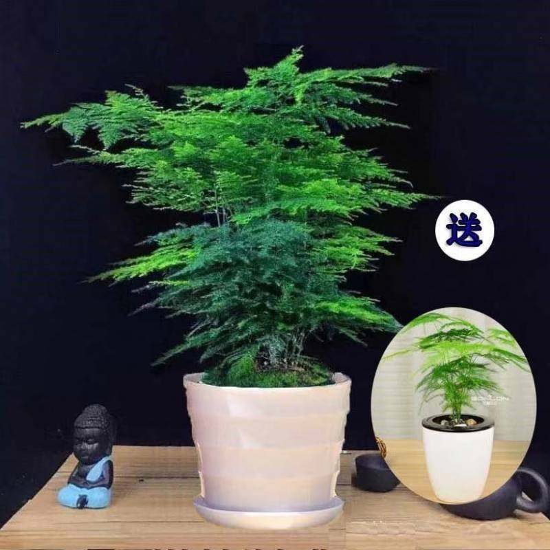 文竹盆栽好养防辐射植物室内绿植花卉矮生云竹小盆栽