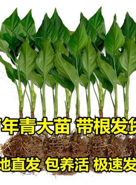 广东万年青水养花卉绿植盆栽新房装修净化空气四季常青树苗