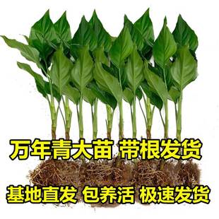 广东万年青水养花卉绿植盆栽新房装修净化空气四季常青树苗