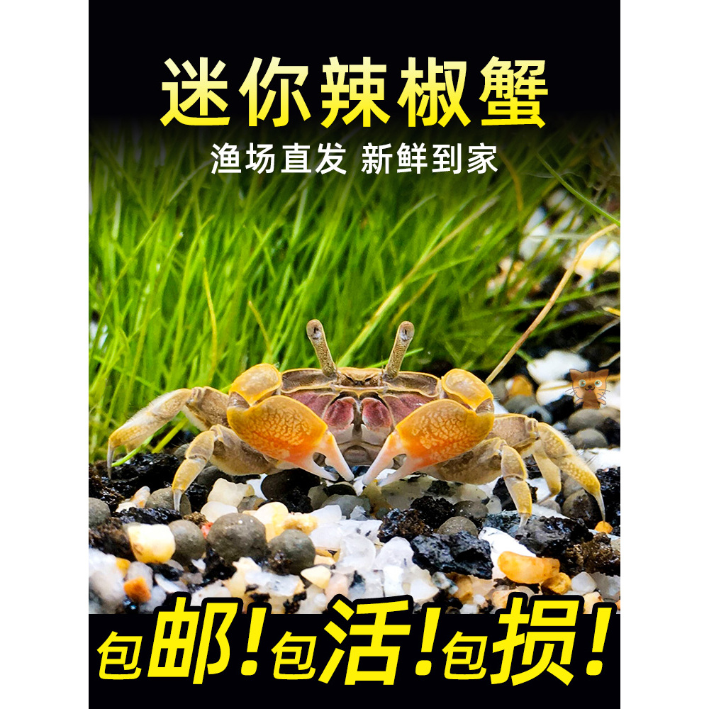 你蟹辣椒蟹观赏蟹可与灯科鱼孔雀鱼虾斑马鱼混养吃涡虫除藻活体