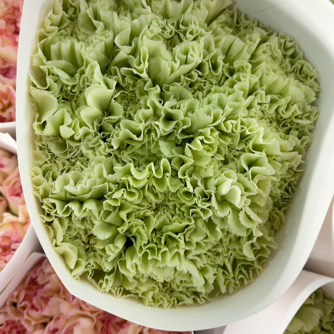 抹茶绿单康 不包邮,鲜花速递/花卉仿真/绿植园艺,周期订阅鲜花,淘宝优惠券,粉丝福利购,淘宝优惠卷