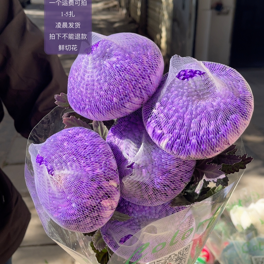 葡萄紫牡丹菊5支 不包邮
