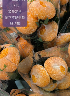 橙色牡丹菊5支不包邮