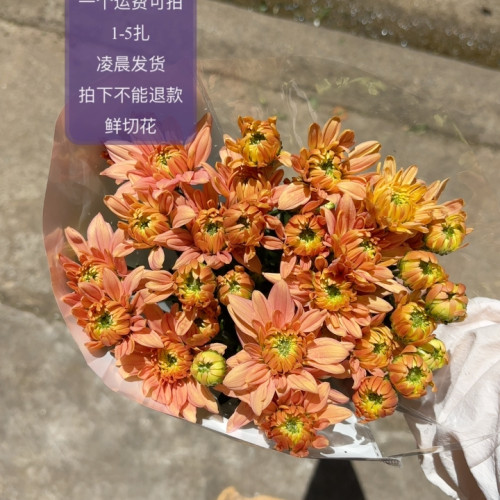 香槟题卡～把头小 不包邮