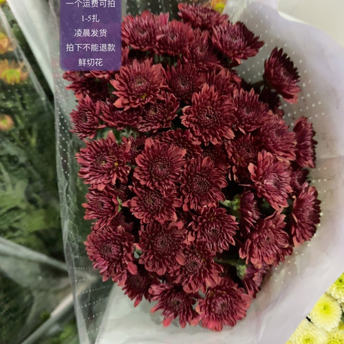 布鲁落红 不包邮