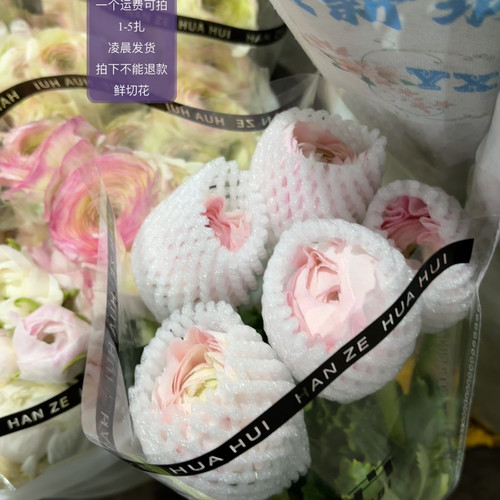 大头樱花粉5支 不包邮