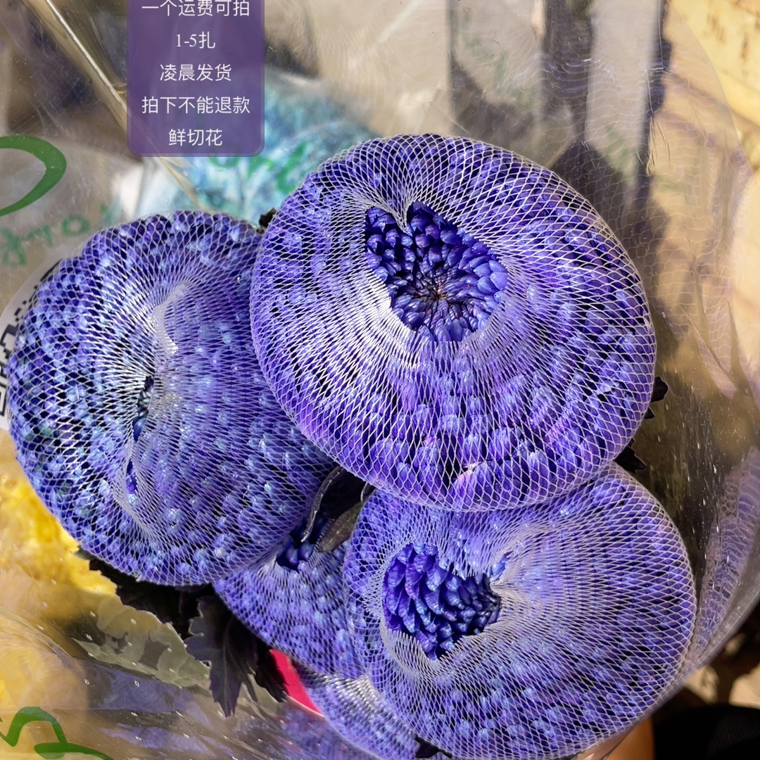 深蓝紫牡丹菊5支 不包邮