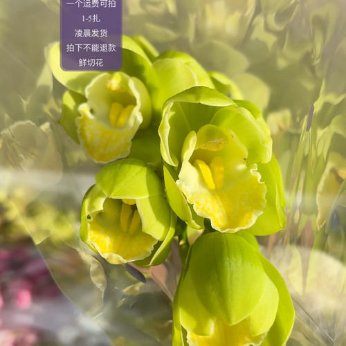 青苹果1支 不包邮