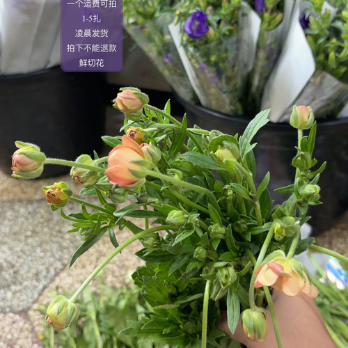 鲑鱼蝴蝶洋牡丹 不包邮