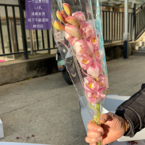 粉佳人惠兰 不包邮