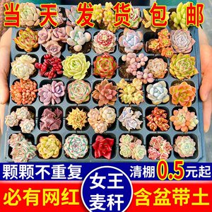 多肉植物组合盆栽小绿植花卉玉露大颗好养室内精品肉肉 带盆老桩