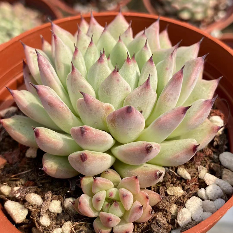 绿爪9cm盆单头 多肉植物 经典老品种 控养露养2年 叶层紧凑皮实