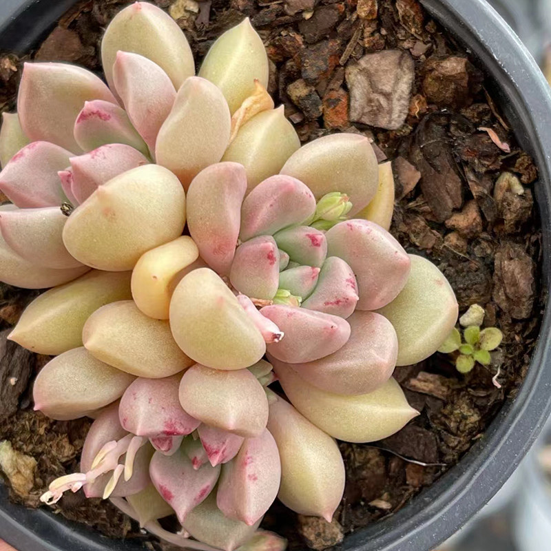 璀璨9cm盆群生 多肉植物 经典老品种 控养果冻体 带蜡质感