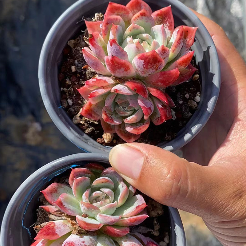 血斑加勒比海蓝9cm盆双群混发 多肉植物 经典老品种 海边露养精控