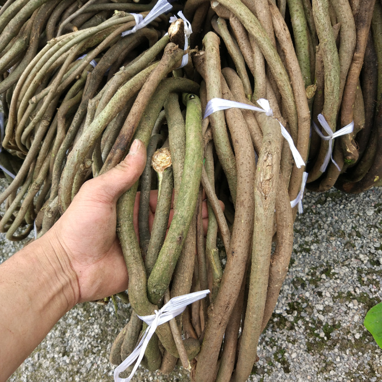 装饰室内阳台管道仿真假植物树藤
