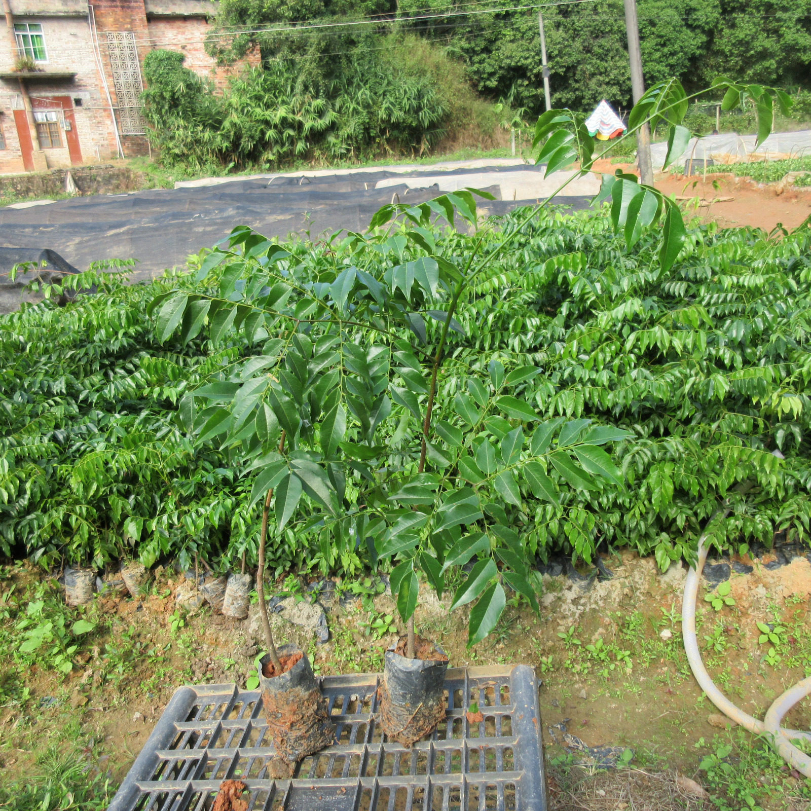 名贵格木树苗 绿化苗铁木珍稀苗木斗登凤盆栽苗带根带土苗圃直销|msdalam kategori penghantaran bunga/bunga simulasi/tumbuhan berkebun, 花园植物/行道树/果树, 行道树/乔木 - dari Buy2taobao.com untuk memberikan perkhidmatan ejen Taobao profesional membeli