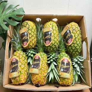 商用新货正宗菲律宾进口凤梨黑金蜂蜜凤梨SW大果新鲜水果菠萝包邮