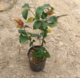 带花如图易养红虾花 虾夷花 虾衣草 狐尾木盆栽 麒麟吐珠虾衣花苗