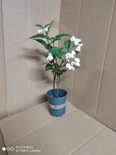 龙吐珠花苗 四季开花盆栽 麒麟九龙吐珠 珍珠宝莲苗 庭院阳台养植