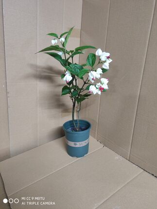 龙吐珠花苗 四季开花盆栽 麒麟九龙吐珠 珍珠宝莲苗 庭院阳台养植