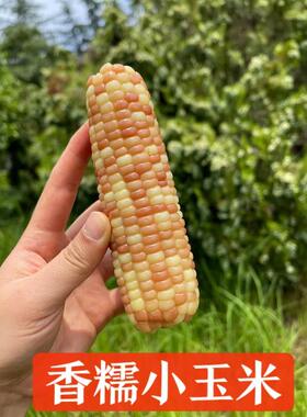 香甜玉米新鲜云南西双版纳香糯小玉米花糯轻食特产真空包装小包谷