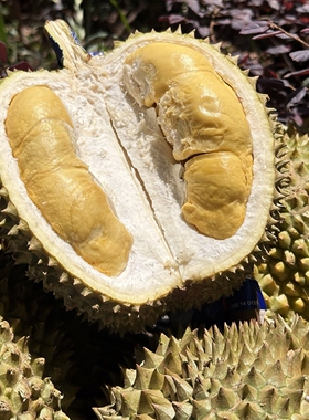 泰国甲仑榴莲新鲜水果五A级榴莲鲜果一整个当季带壳果香浓郁饱满